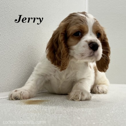 puppy, for, sale, Cocker Spaniel, Joe & Cherri  Overlease, dog, breeder, Miller, MO, dog-breeder, puppy-for-sale, forsale, nearby, find, puppyfind, locator, puppylocator, aca